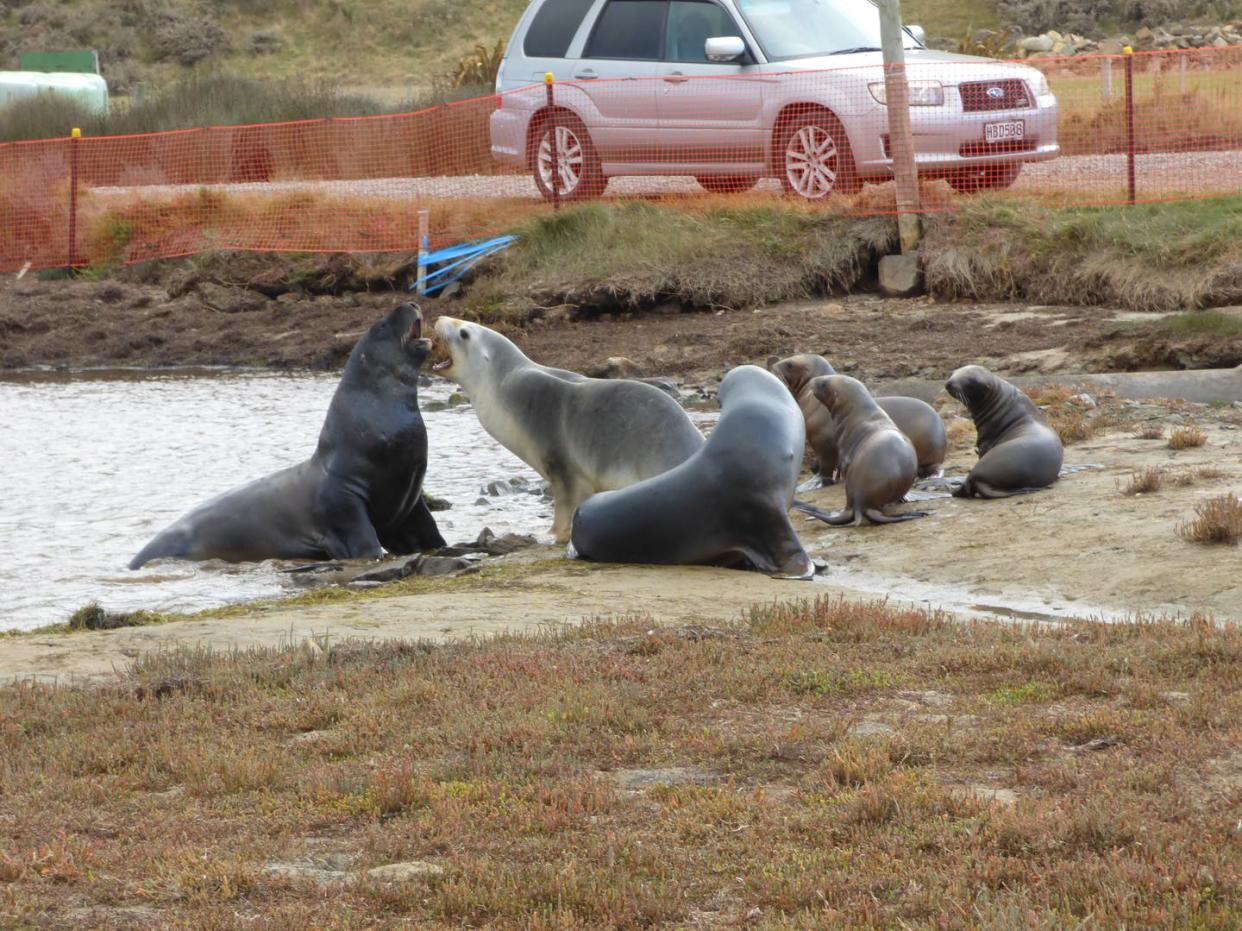 <span class="caption">Fencing protects New Zealand sea lions that have migrated inland from road traffic.</span> <span class="attribution"><span class="source">Janet Ledingham</span>, <a class="link " href="http://creativecommons.org/licenses/by-nd/4.0/" rel="nofollow noopener" target="_blank" data-ylk="slk:CC BY-ND;elm:context_link;itc:0;sec:content-canvas">CC BY-ND</a></span>