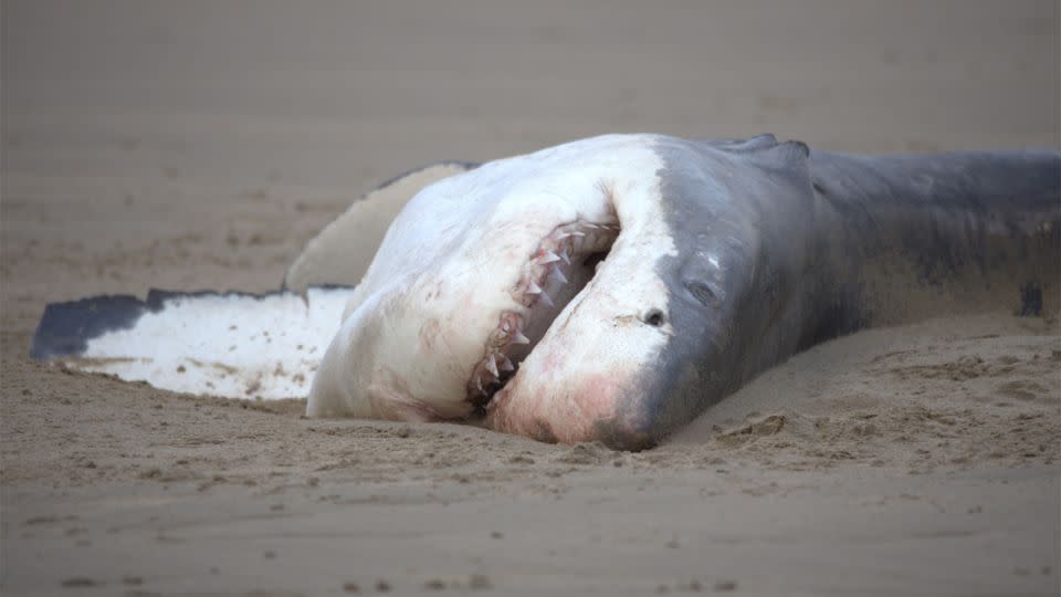 A second great white shark carcass washed ashore near Hartenbos, South Africa, in June.  -Christiaan Stopforth/Drone Fanatics SA