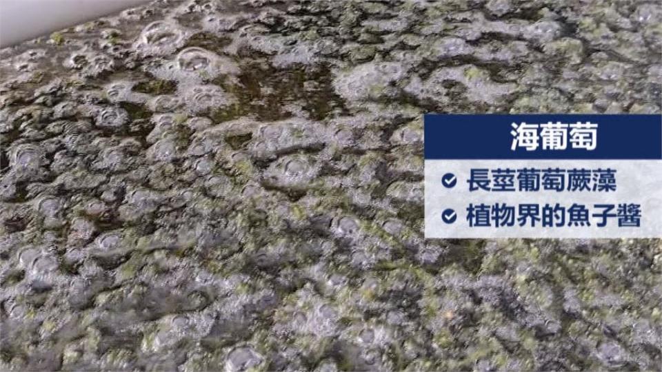 「植物界的魚子醬」澎湖「海葡萄」落難！　疫情無法外銷　生技業者加工變身保健食品