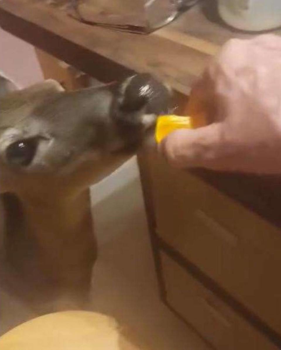 A photograph posted on a Florida Keys man’s Facebook page on Jan. 3, 2024, shows him feeding a Key deer inside his Big Pine Key home, according to state fish and wildlife police. Florida Fish and Wildlife Conservation Commission