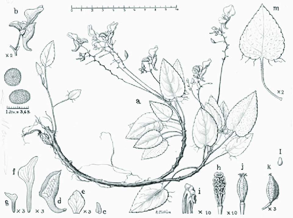 Paula Millán Alosete Ilustracion botanica de la colección del Real Jardín Botánico CSIC. <a href="https://www.researchgate.net/publication/340236530_Arte_en_el_Real_Jardin_Botanico_Patrimonio_memoria_y_creacion" rel="nofollow noopener" target="_blank" data-ylk="slk:CSIC;elm:context_link;itc:0;sec:content-canvas" class="link ">CSIC</a>, <a href="http://creativecommons.org/licenses/by/4.0/" rel="nofollow noopener" target="_blank" data-ylk="slk:CC BY;elm:context_link;itc:0;sec:content-canvas" class="link ">CC BY</a>