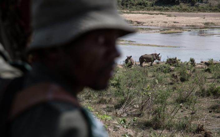A ranger on an anti-poaching patrol at Kruger National Park - GETTY IMAGES
