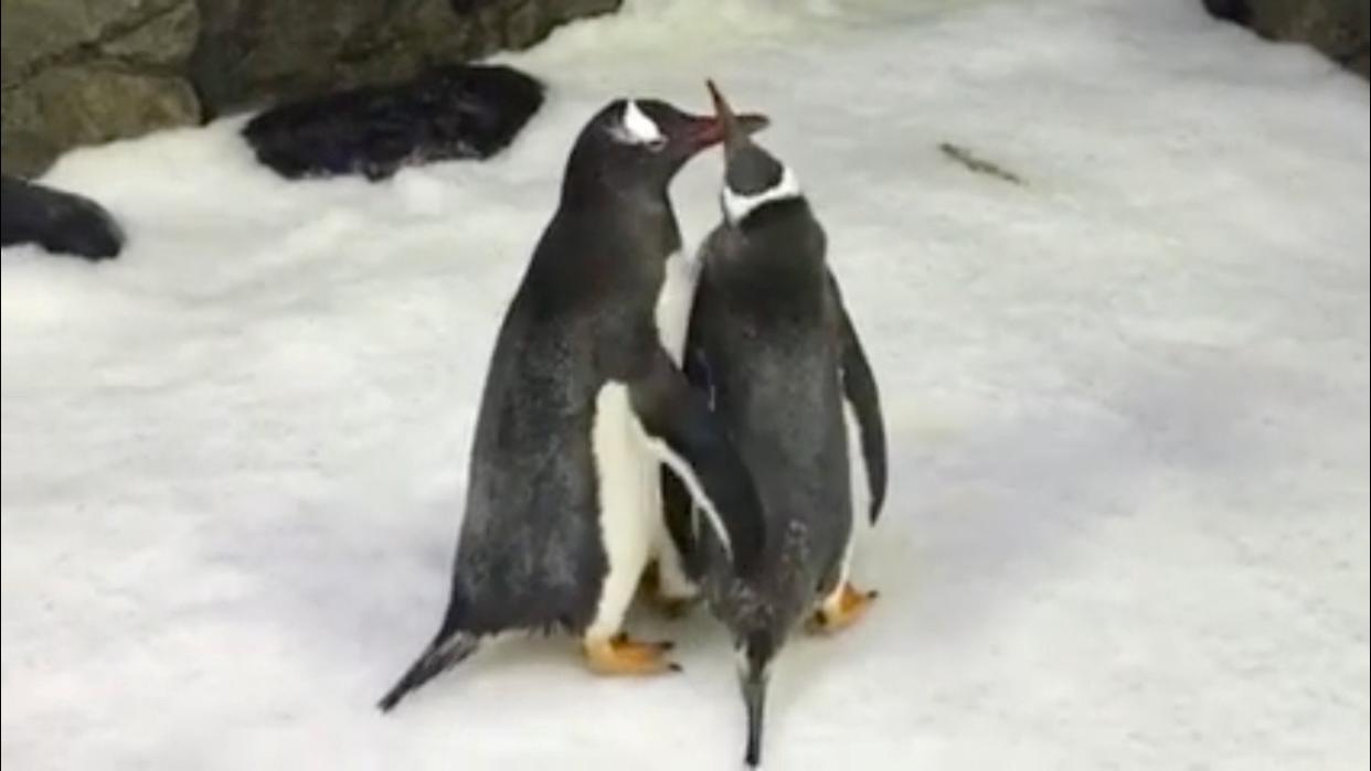 Penguins Sphen and Magic interact at Sea Life Sydney Aquarium: Reuters