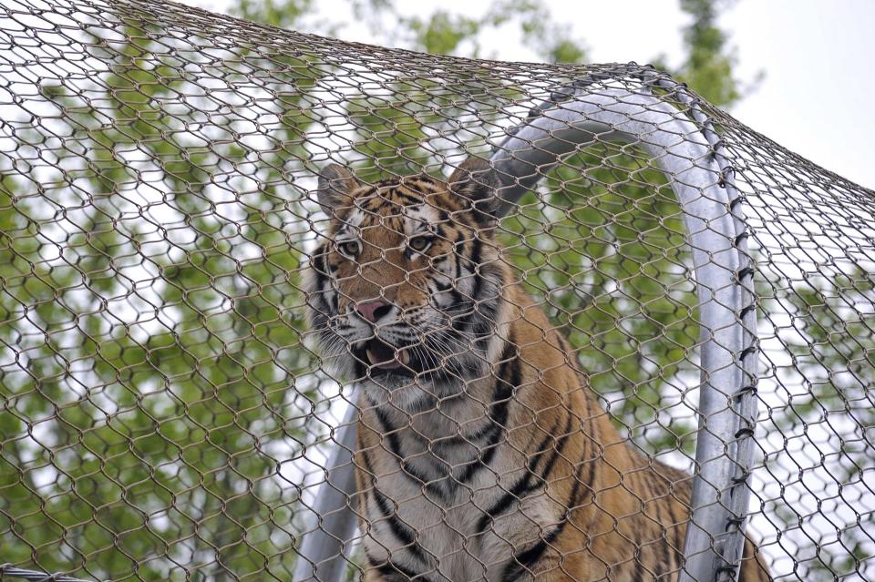 An Amur tiger walks over the new Big Cat Crossing at the Philadelphia Zoo in Philadelphia, Pennsylvania May 7, 2014. The new animal exploration trail experience called Zoo360 of see-through mesh trails enables animals to roam around and above Zoo grounds. REUTERS/Charles Mostoller (UNITED STATES - Tags: ANIMALS ENVIRONMENT TRAVEL)