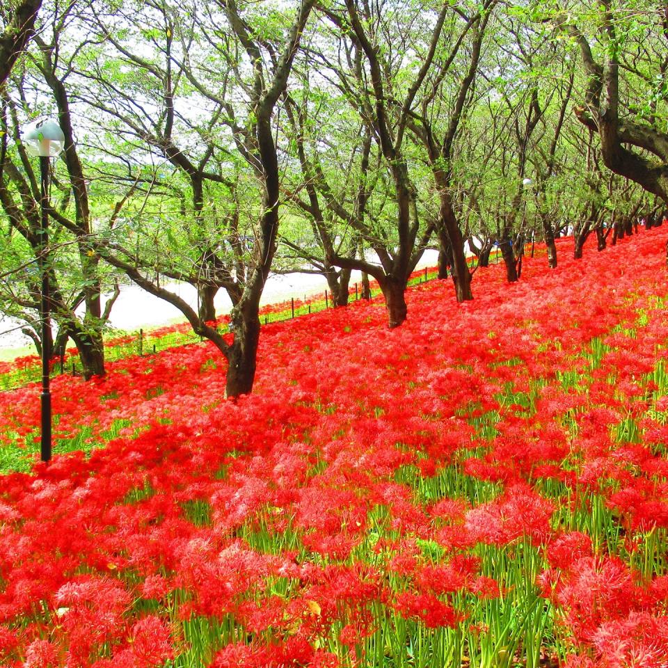 日本旅遊｜初秋必去~ 5大絕美彼岸花景點！逾500萬朵打造豔紅花海、期間限定曼珠沙華祭、琵琶湖+日落作背景