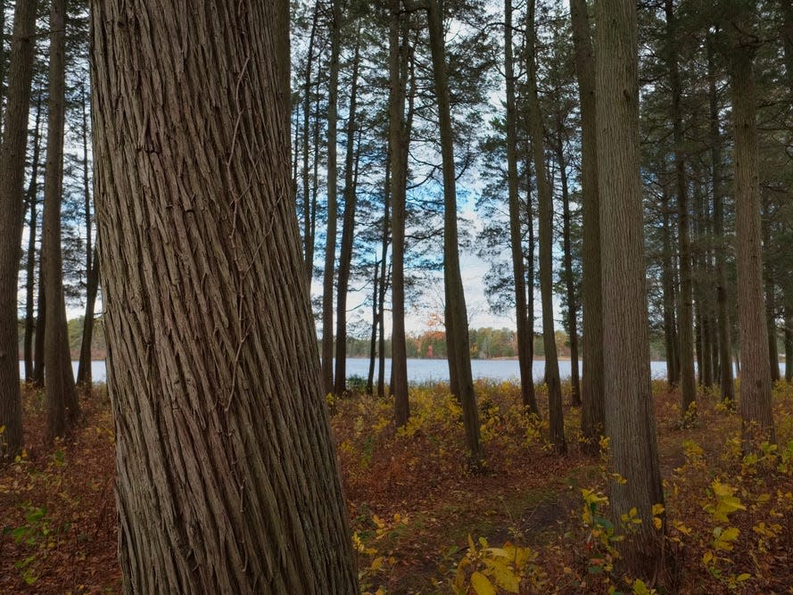 Pine Barrens