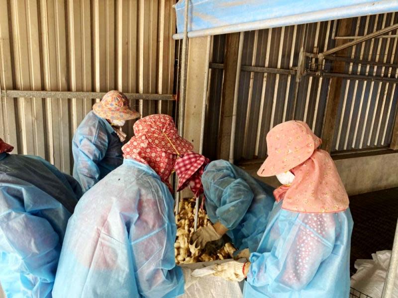 雲林出現首例H5N1禽流感　防疫所派員進行撲殺