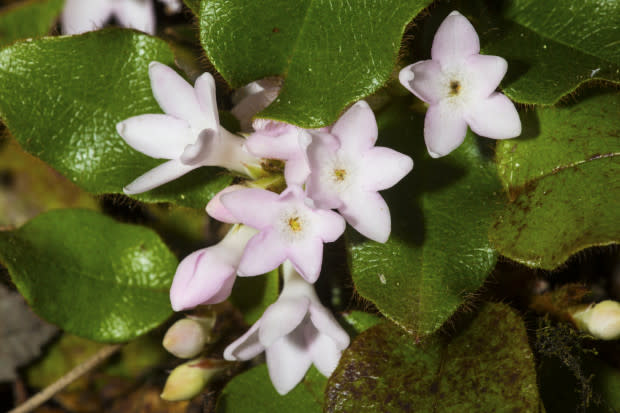 Mayflower (trailing arbutus), the Massachusetts state flower<p>iStock</p>