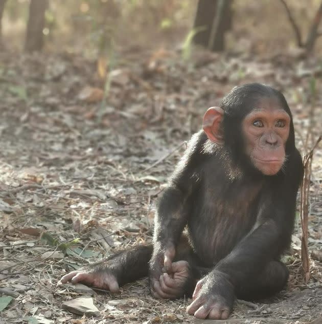 Hussein is one of the three chimps abducted early this month for ransom from the J.A.C.K. Primate Rehabilitation Centre. (Photo: Courtesy J.A.C.K. Primate Rehabilitation Centre)