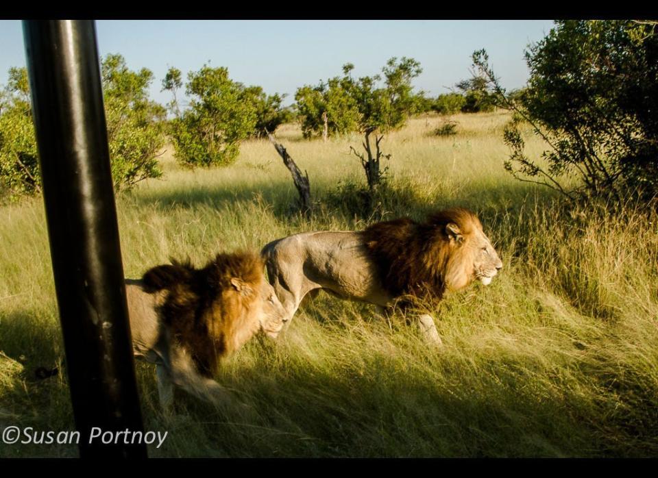 A couple of handsome males we followed in search of their pride, walk just a few feet from our jeep at sunrise. © Susan Portnoy