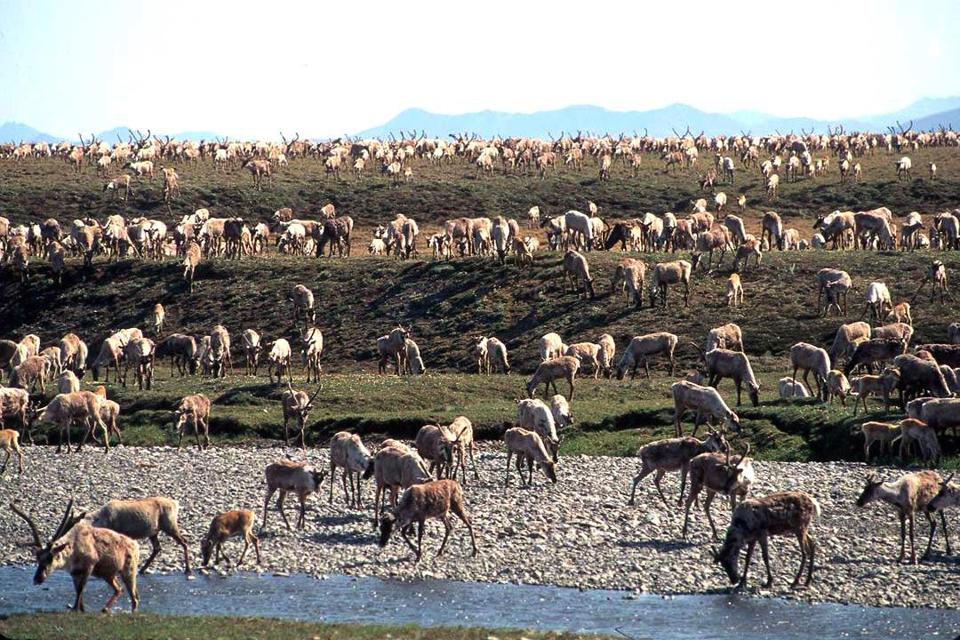FILE - In this undated file photo provided by the U.S. Fish and Wildlife Service, caribou from the Porcupine caribou herd migrate onto the coastal plain of the Arctic National Wildlife Refuge in northeast Alaska. Conservationists will try to persuade a U.S. judge to stop the Trump administration from issuing leases to oil and gas companies in the Arctic National Wildlife Refuge. The Anchorage Daily News reported that the videoconference Monday, Jan. 4, 2021, in U.S. District Court in Anchorage is expected to determine whether the Bureau of Land Management can open bids in an online lease sale scheduled for Wednesday. The agency has offered 10-year leases on 22 tracts covering about 1,563 square miles in the coastal plain, which accounts for about 5% of the refuge's area. (U.S. Fish and Wildlife Service via AP, File)