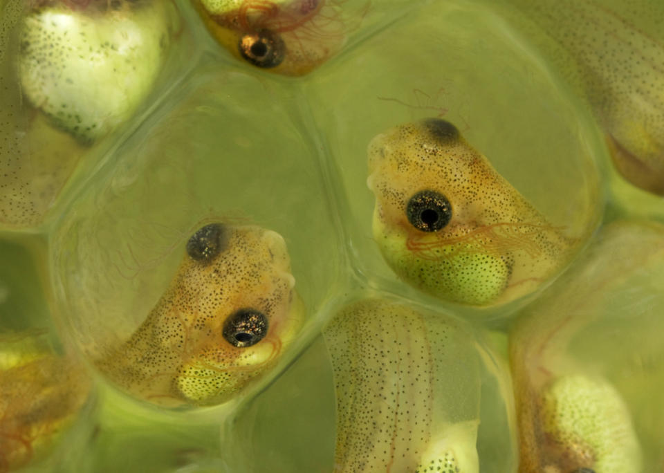 Red-eyed tree frog embryos are capable of hatching prematurely if necessary. Otherwise, they continue to develop in safety, in their eggs.