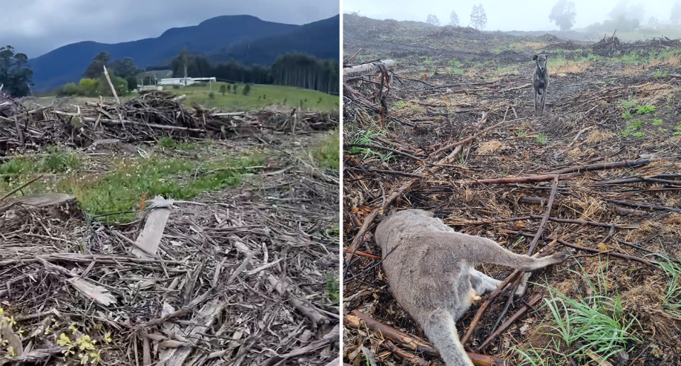 Left: The logged plantation with hills in the background at Cradoc Hill. Right - the dog walker's greyhound looking at the body of a wallaby.
