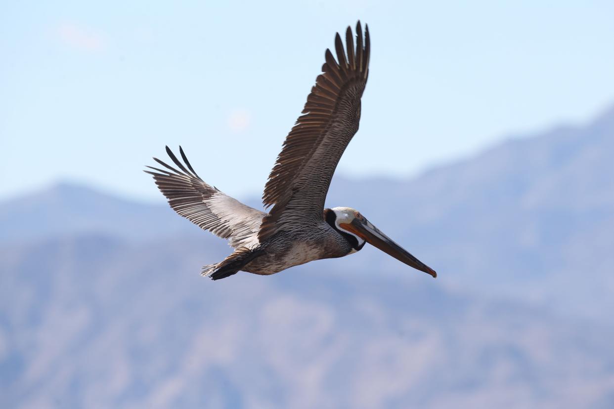 A brown pelican soars above the water at the Salton Sea State Recreation Area on March 3, 2015. The recreation area is one of around 200 state parks that can now be accessed with free passes available for check out from local libraries.