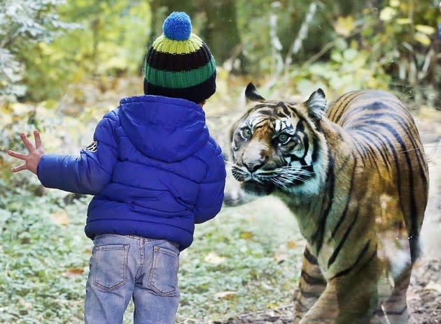 A small boy looks through a glass wall at a tiger at a zoo in Frankfurt, Germany, on November 4, 2016. <a href="https://www.theatlantic.com/photo/2016/11/photos-of-the-week-1029114/506564/" rel="nofollow noopener" target="_blank" data-ylk="slk:See more of the week’s best photos here.;elm:context_link;itc:0;sec:content-canvas" class="link ">See more of the week’s best photos here.</a> (Michael Probst / AP)