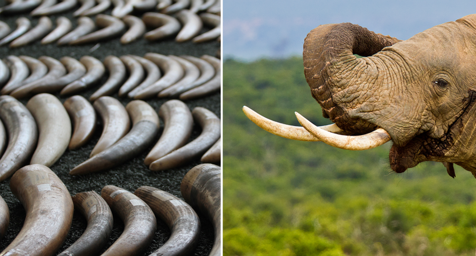 Split screen. Elephant tusks lined up. An elephant with large tusks.