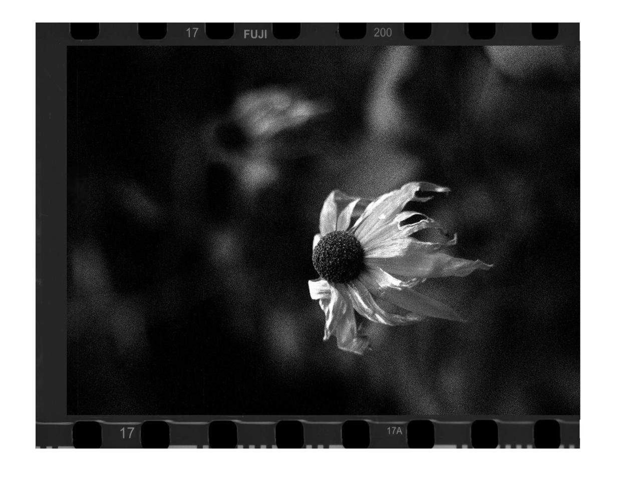 A wilting wildflower taken with a Pentax K1000 35mm film camera at Schlitz Audubon Nature Center in Bayside in August, 2023.