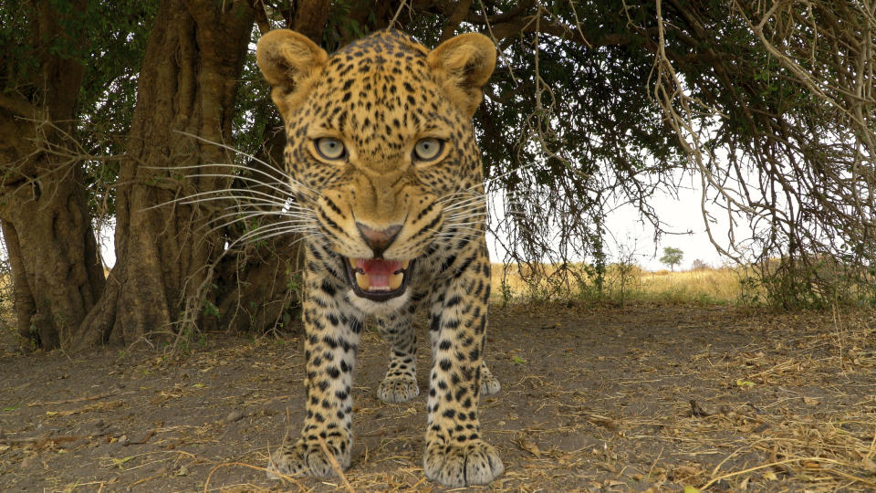 This image released by Discovery shows a Leopard from episode four of "Serengeti," a six-part series premiering Sunday, August 4. (Geoff Bell/Discovery via AP)