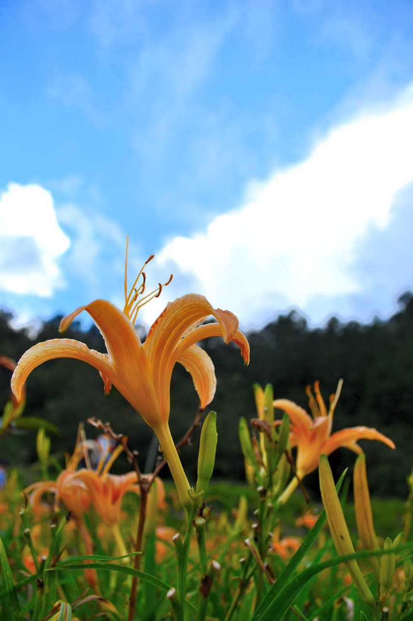 橫山屏休閒園區（Photo Credit: tina0128 @pixabay.com, License CC0，圖片來源：https://pixabay.com/zh/photos/tiger-lily-flower-flower-plant-2972062/）