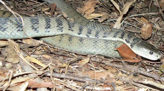 The rough scaled snake is highly venomous. Source: Snake Catchers Brisbane