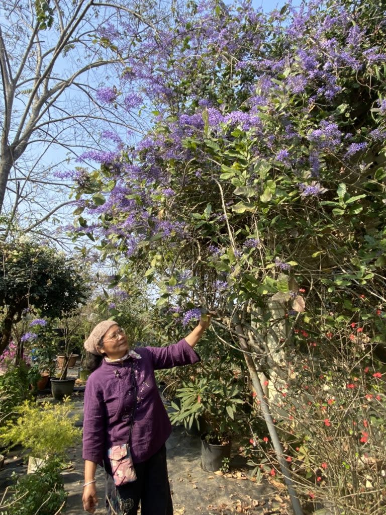 雙秀園主人蘇秀花歡喜錫葉藤又開了，歡迎大家共享紫色夢幻。（記者張淑娟攝）