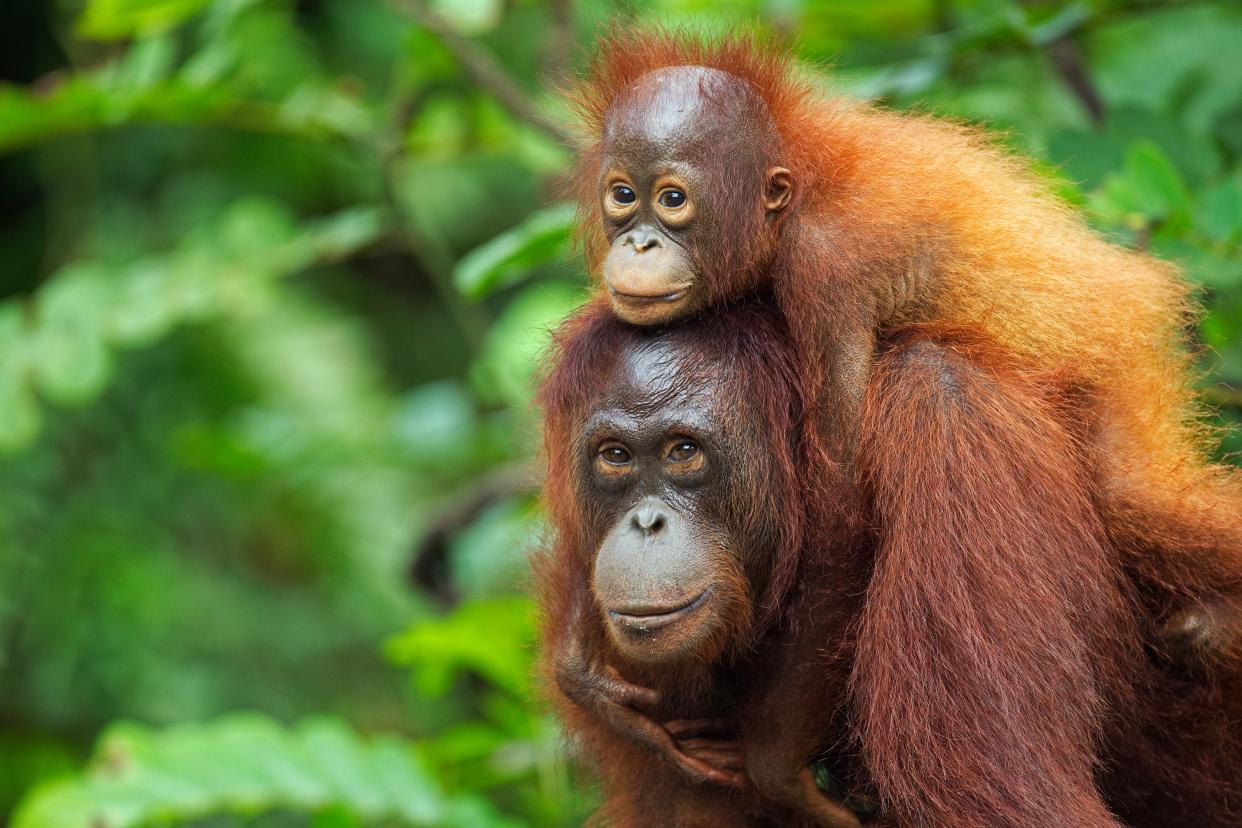 A trip to Borneo to see orangutans proved to be good grounds for bonding for father and son - Anup Shah