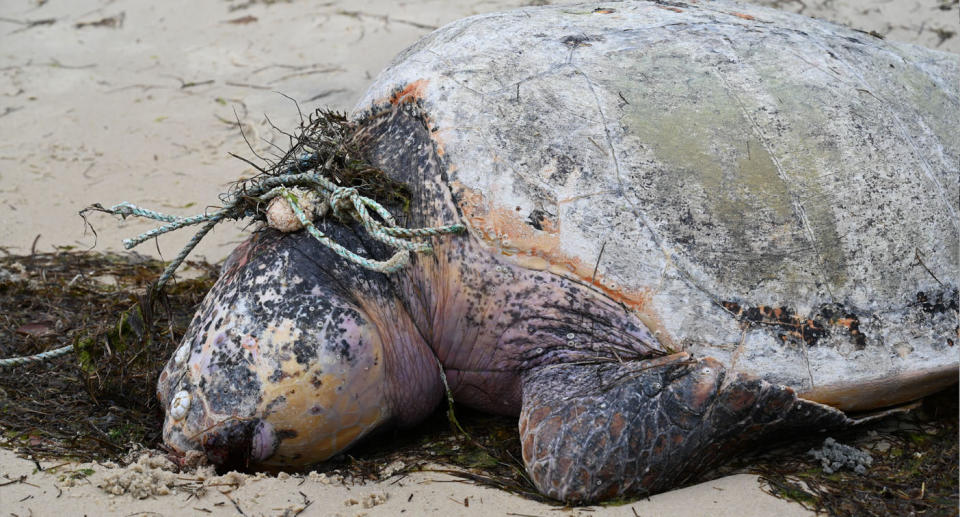 Turtle dead on Moreton Island. 