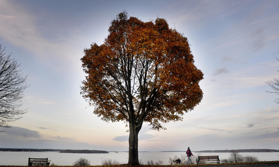 A woman walks her dog along the Eastern Promenade in Portland, Maine