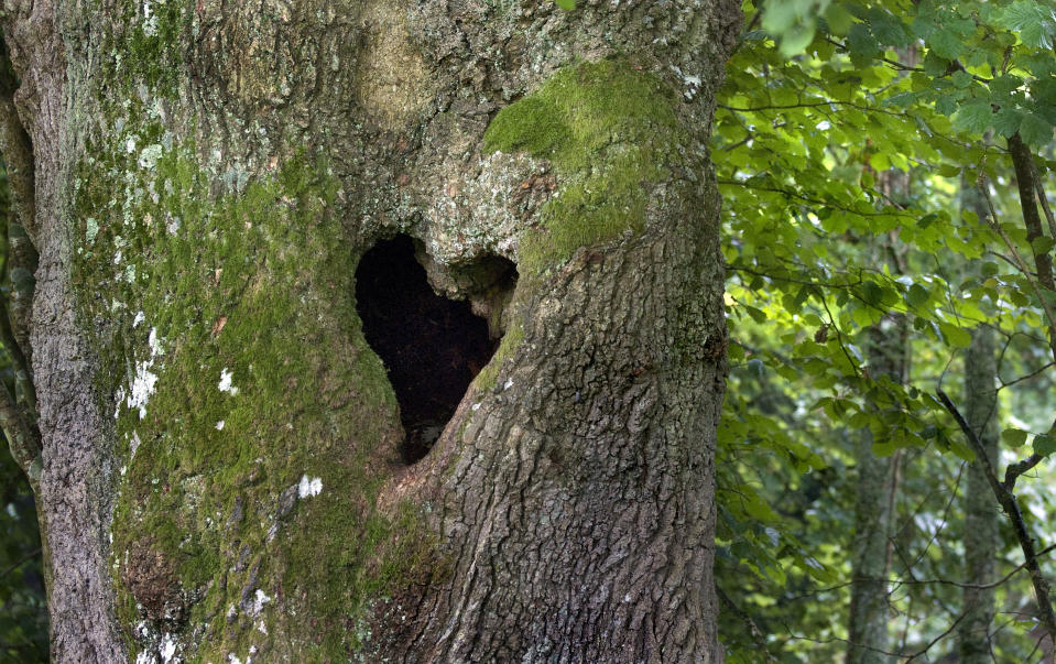 A heart shaped hole in a tree. These extraordinary images, taken by photographers across the globe, show Mother Nature is also celebrating the big day with iconic heart shapes appearing all over the natural world. (PIC FROM ZSUZSANNA BIRD/ CATERS NEWS)