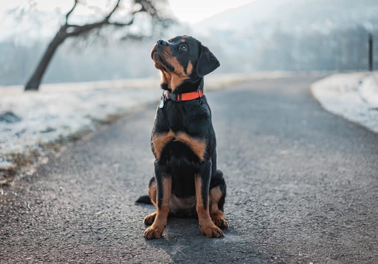 Texas Rottweiler Rescued From Colorado Highway 3 Years After Disappearing