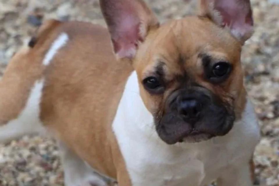 <p>GoFundMe</p> Hendrix the French Bulldog