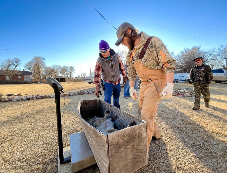 Austin Woods, foreground, helps weigh dead coyotes that hunters brought in during the calling contest in Kismet.