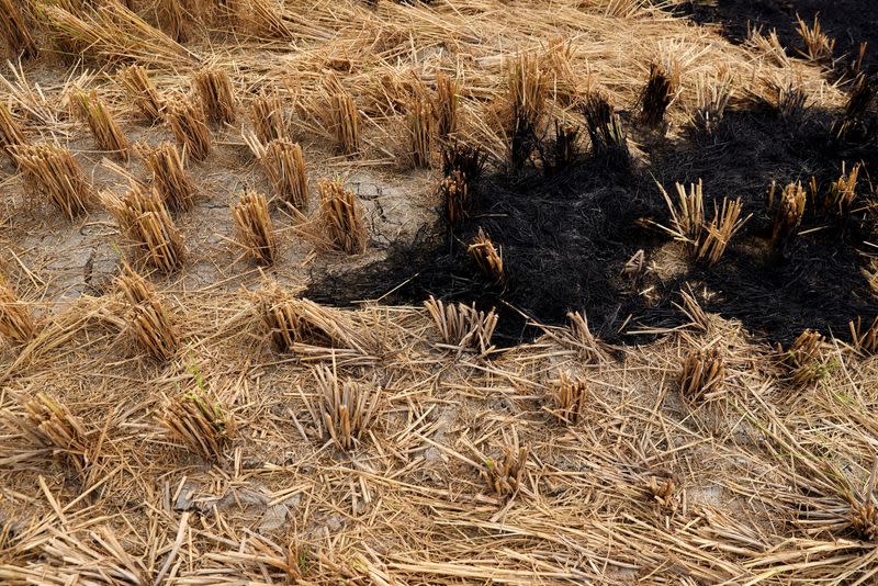 Burnt stubble in a crop field is seen in a village in Karnal district in the northern state of Haryana