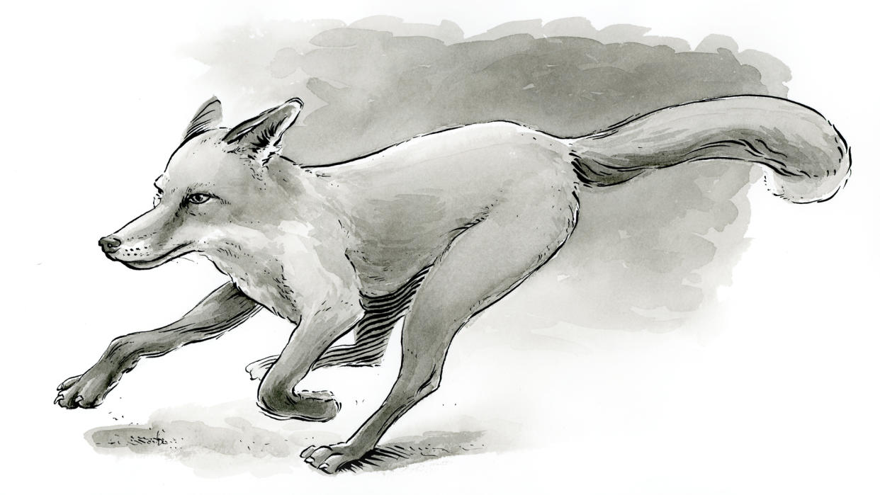  finished image of a fox with grey tones, created using Indian ink 