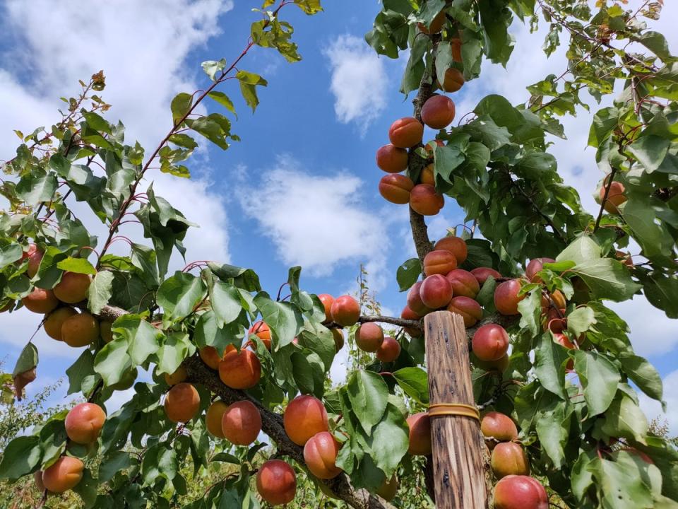 Bumper crop: conditions this summer have been perfect for apricot production (DPS Ltd)