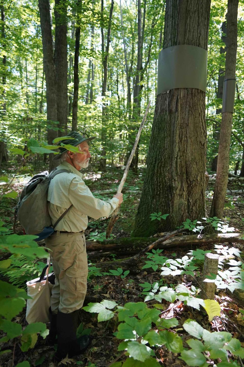 John Jacobs of Green Bay points to a metal sleeve placed around the trunk of a red oak tree that holds a red-shouldered hawk nest. The metal is intended to prevent fishers, a member of the weasel family, from climbing and preying on the hawks or eggs.