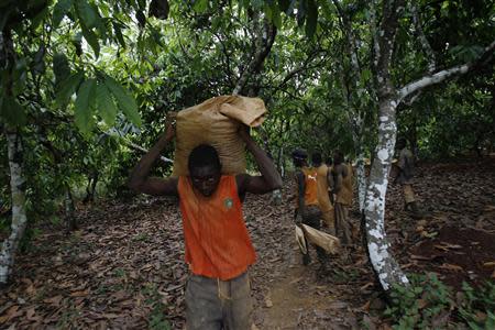 A prospector carries a bag of sand as he pans for gold in a cocoa farm that is turning into a gold mine near the town of Bouafle in western Ivory Coast on March 18, 2014. REUTERS/Luc Gnago