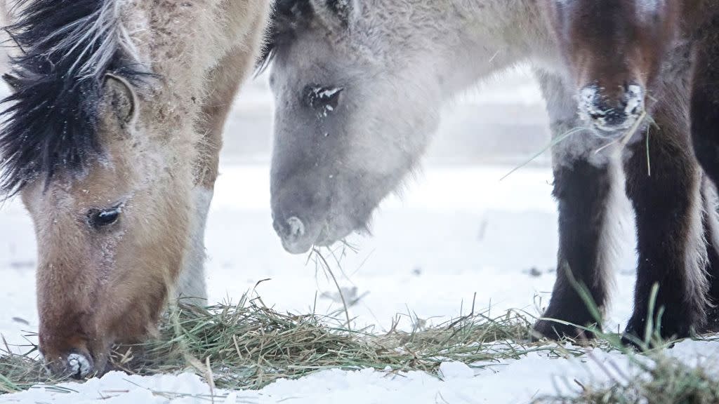 extreme cold weather in russia's oymyakon