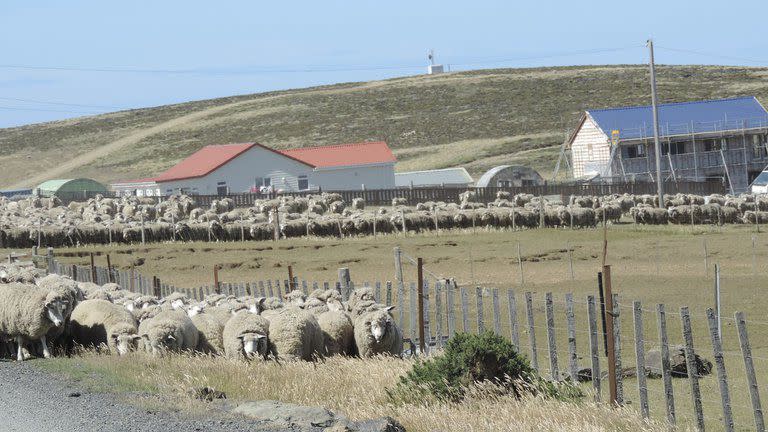 La cría de ovejas, una de las actividades más antiguas de las Malvinas