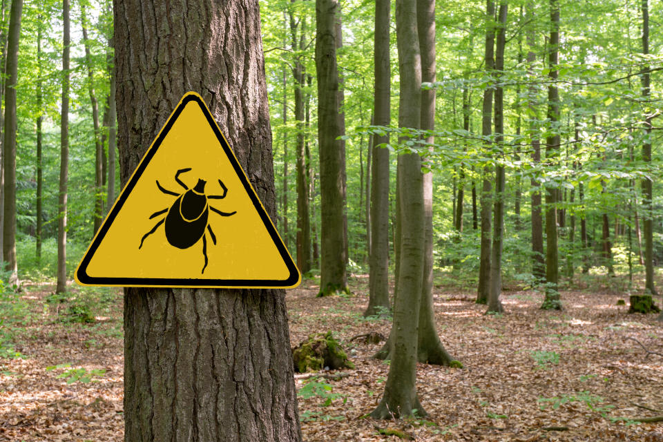 En zonas donde donde la enfermedad de Lyme es endémica, como en California y Oregón, se han colocado señales de advertencia. En términos generales, la garrapata (que pasa por tres estadios: larva, ninfa y adulto<em>) .</em>debe permanecer unida al huésped humano, durante al menos 36 a 48 horas antes de transmitir la bacteria. (Foto: Getty)