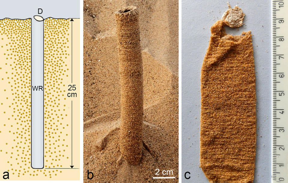Vertical burrow of the <i>C. rechenbergi</i>, which extends about 10 inches (25 centimeters) into dry sand and is covered by a thin lid. <cite>Courtesy of Rainer Foelix</cite>