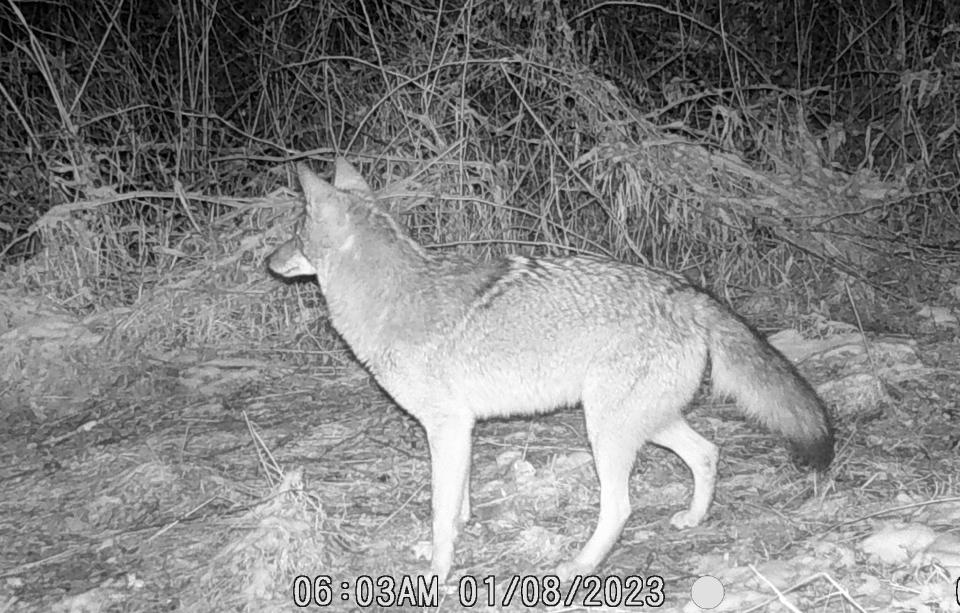 Coyotes are active throughout the evening hours and find ways to avoid interacting with humans.