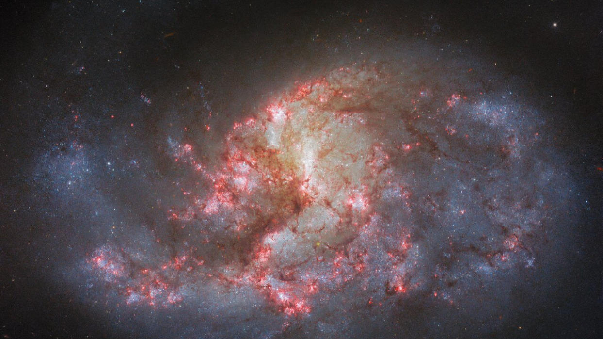  Hubble space telescope view of a spiral galaxy in deep space, showing bright pink patches along its spiral arms. 