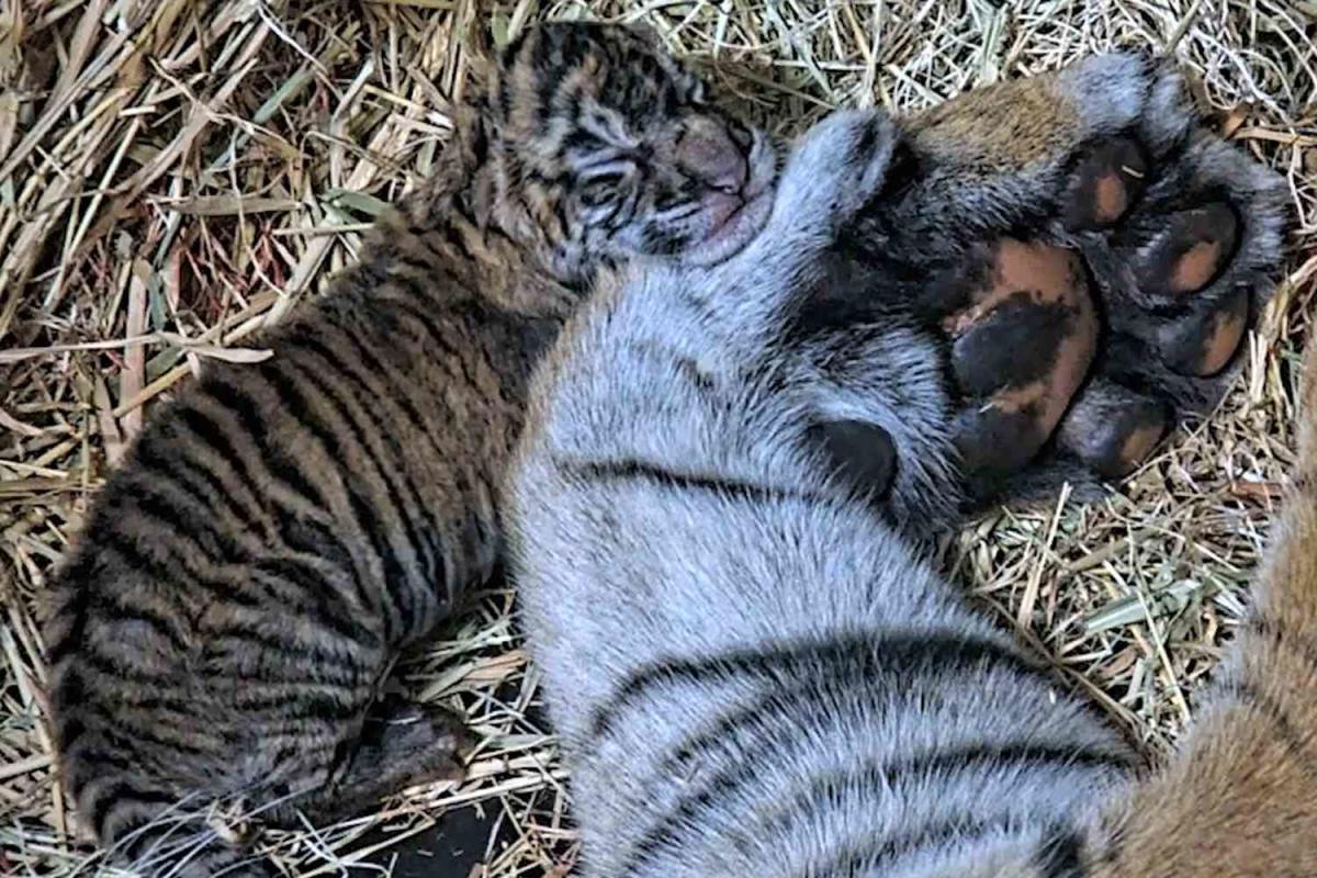 Little Rock Zoo celebrates the birth of three tiger cubs