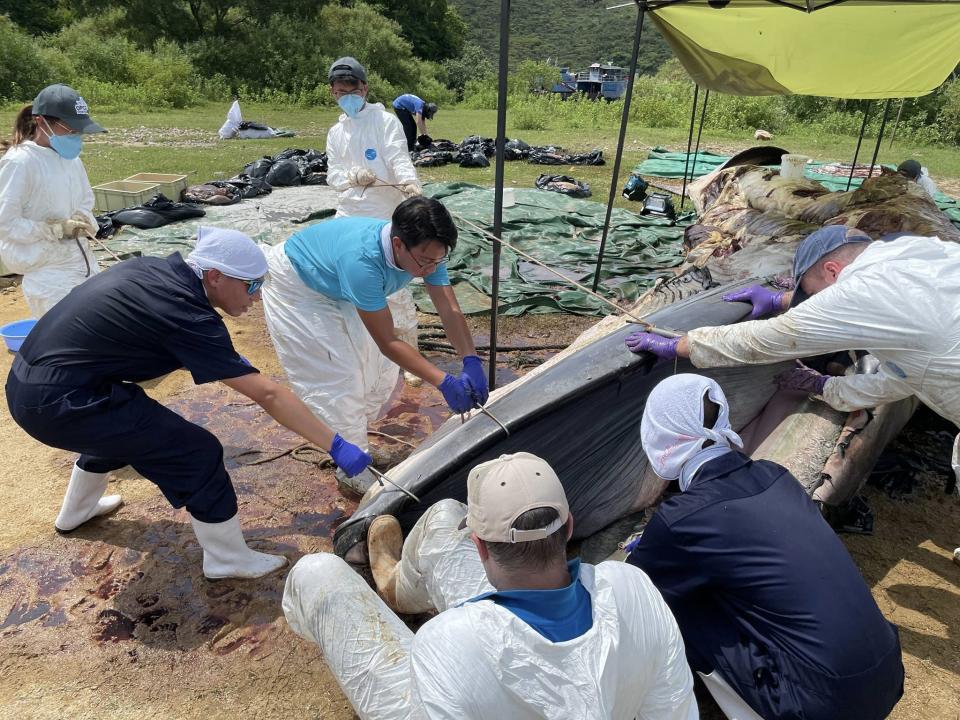 城大解剖團隊通宵協助驗屍，發現鯨魚身上有兩個頗大的傷口。   （城大海洋動物影像解剖研究組 facebook 圖片）
