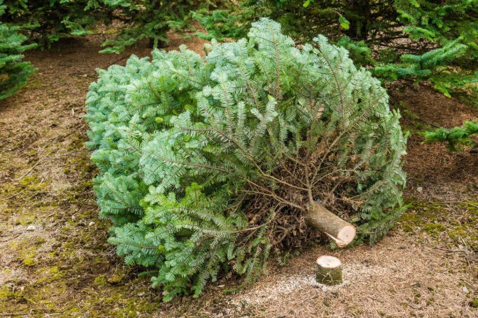 Environmental leaders are urging residents to consider replanting their trees, if possible, or recycling them after the holiday season is over.