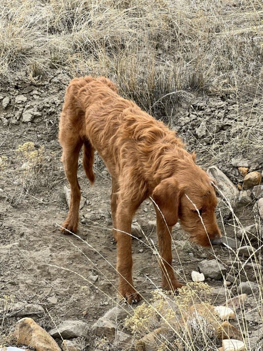 A wounded dog was found in a ditch in Helper, Utah. Doctors later found two bullets in his head. (Courtesy of Tanner Tamllos)