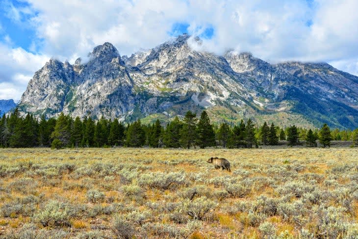 Beautiful Bear, Grand Teton National Park