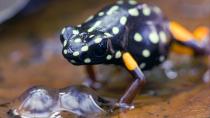 Um ihren Feinden zu signalisieren, dass sie gänzlich ungenießbar sind, ist die Haut der Baumsteigerfrösche in auffälligen Farben und Mustern gefärbt. An speziellen Hautdrüsen bilden die Amphibien Gifte die, bei Berührung übertragen, sehr toxisch wirken. Sie werden auch als Pfeilgiftfrösche bezeichnet, da ihr Gift von indigenen Völkern zur Jagd mit Pfeilen verwendet wird.