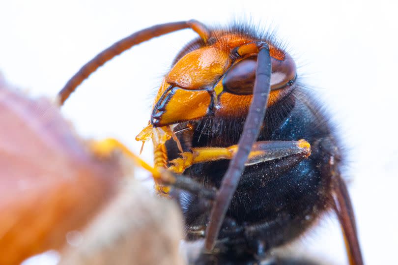 Asian hornet